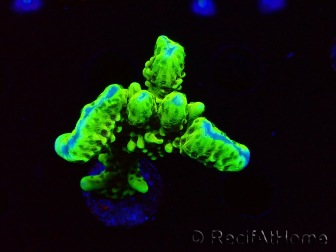 WYSIWYG - CB Incredible Hulk Montipora 5L7