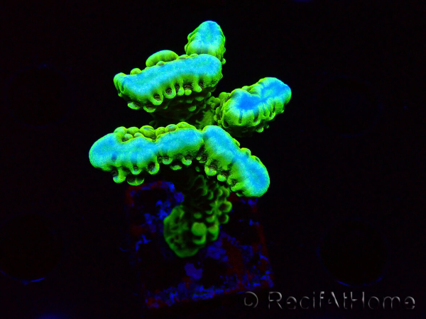 WYSIWYG - CB Incredible Hulk Montipora
