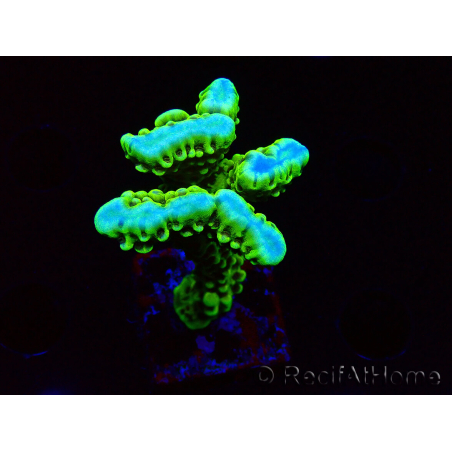 WYSIWYG - CB Incredible Hulk Montipora