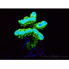 WYSIWYG - CB Incredible Hulk Montipora