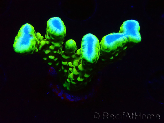 WYSIWYG - CB Incredible Hulk Montipora