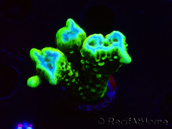WYSIWYG - CB Incredible Hulk Montipora