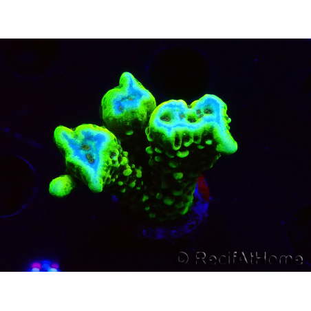 WYSIWYG - CB Incredible Hulk Montipora