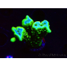 WYSIWYG - CB Incredible Hulk Montipora