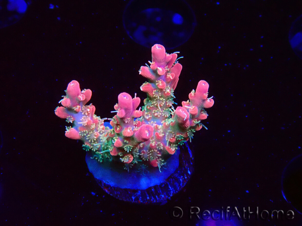 WYSIWYG RAH Acropora Strawberry Ice