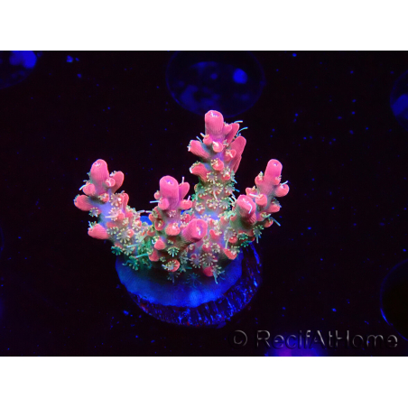 WYSIWYG RAH Acropora Strawberry Ice 5M1