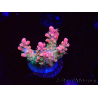 WYSIWYG RAH Acropora Strawberry Ice