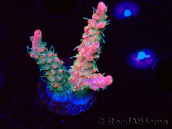 WYSIWYG RAH Acropora Strawberry Ice