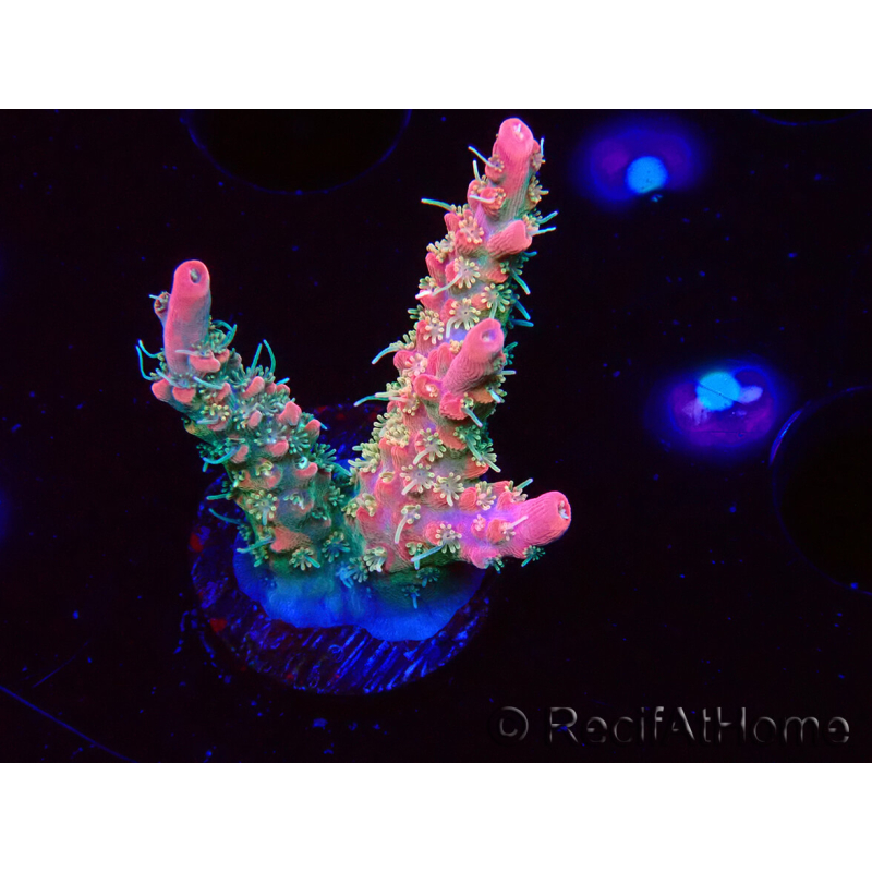 WYSIWYG RAH Acropora Strawberry Ice