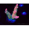 WYSIWYG RAH Acropora Strawberry Ice