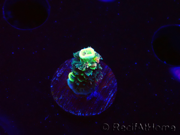 WYSIWYG RR Acropora tenuis Bananarama 5M3