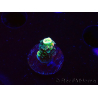 WYSIWYG RR Acropora tenuis Bananarama 5M3