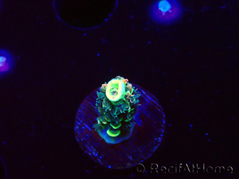 WYSIWYG RR Acropora tenuis Bananarama 5M3