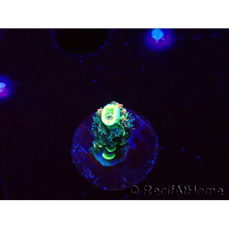 WYSIWYG RR Acropora tenuis Bananarama 5M3