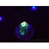 WYSIWYG RR Acropora tenuis Bananarama 5M3