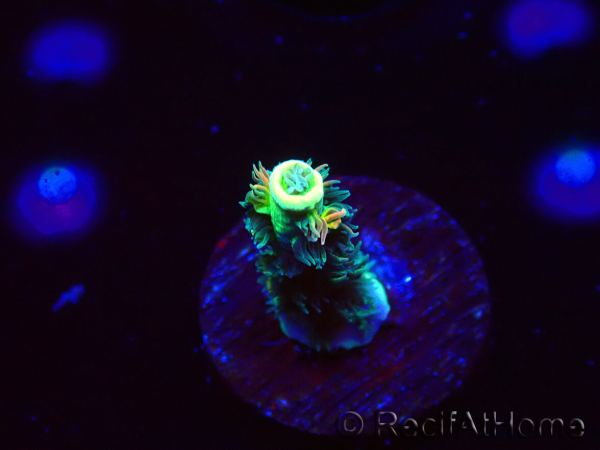 WYSIWYG RR Acropora tenuis Bananarama