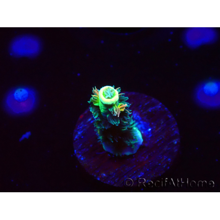 WYSIWYG RR Acropora tenuis Bananarama 5M4