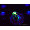 WYSIWYG RR Acropora tenuis Bananarama 5M4