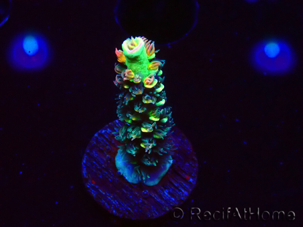 WYSIWYG RR Acropora tenuis Bananarama 5M5