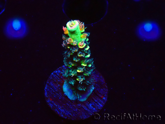 WYSIWYG RR Acropora tenuis Bananarama 5M5