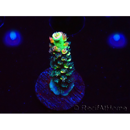 WYSIWYG RR Acropora tenuis Bananarama 5M5