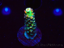 WYSIWYG RR Acropora tenuis Bananarama 5M5