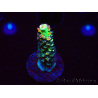 WYSIWYG RR Acropora tenuis Bananarama 5M5