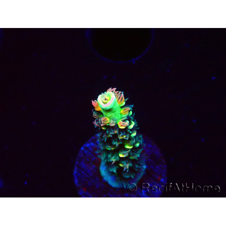 WYSIWYG RR Acropora tenuis Bananarama 5M5