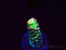 WYSIWYG RR Acropora tenuis Bananarama 5M5