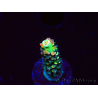 WYSIWYG RR Acropora tenuis Bananarama 5M5