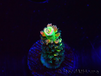 WYSIWYG RR Acropora tenuis Bananarama 5M5