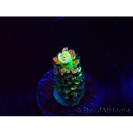 WYSIWYG RR Acropora tenuis Bananarama 5M5