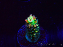 WYSIWYG RR Acropora tenuis Bananarama 5M5