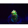WYSIWYG RR Acropora tenuis Bananarama 5M5