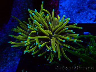 WYSIWYG Euphyllia glabrescens (Maricoltura acclimatata sotto LED) 8A1