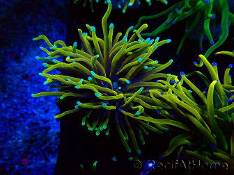 WYSIWYG Euphyllia glabrescens (Mariculture acclimaté sous LED) 8A2