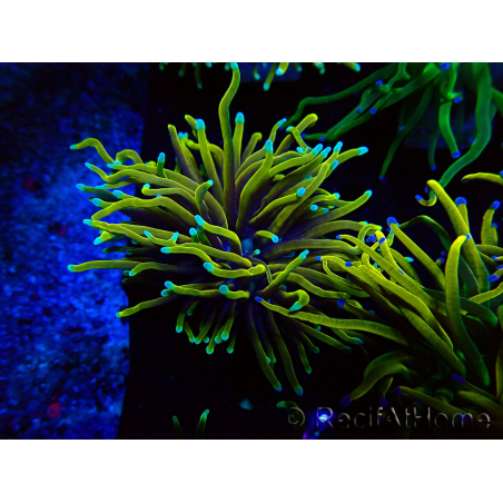 WYSIWYG Euphyllia glabrescens (Mariculture acclimaté sous LED) 8A2