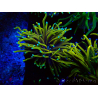 WYSIWYG Euphyllia glabrescens (Mariculture acclimaté sous LED) 8A2