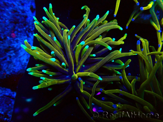WYSIWYG Euphyllia glabrescens (Maricultura aclimatada bajo LED) 8A5