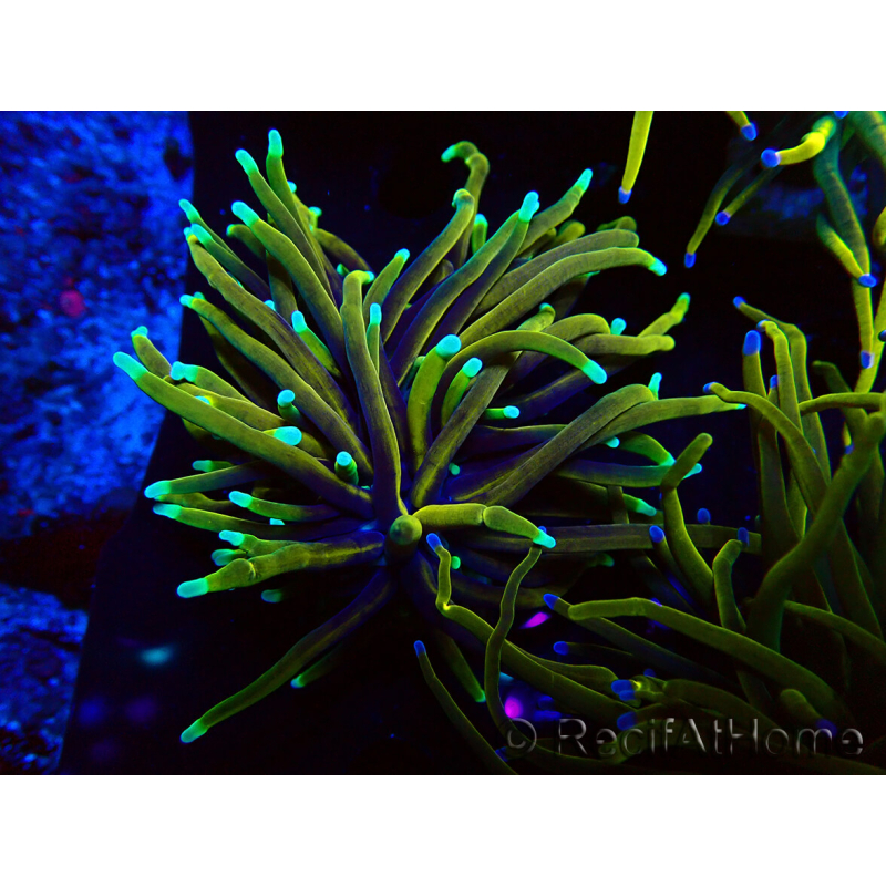 WYSIWYG Euphyllia glabrescens (Marikultur unter LED akklimatisiert) 8A5