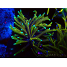 WYSIWYG Euphyllia glabrescens (Maricoltura acclimatata sotto LED) 8A5