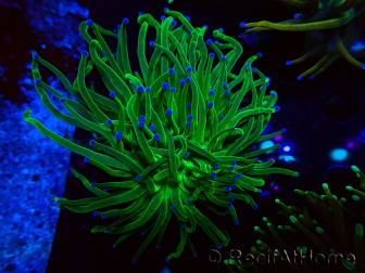 WYSIWYG Euphyllia glabrescens (Maricoltura acclimatata sotto LED) 8A6