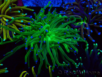 WYSIWYG Euphyllia glabrescens (Mariculture acclimaté sous LED) 8M2