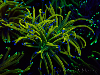 WYSIWYG Euphyllia glabrescens (Maricoltura acclimatata sotto LED) 8B1