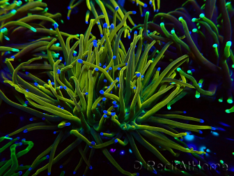 WYSIWYG Euphyllia glabrescens (Mariculture acclimated under LED) 8B3