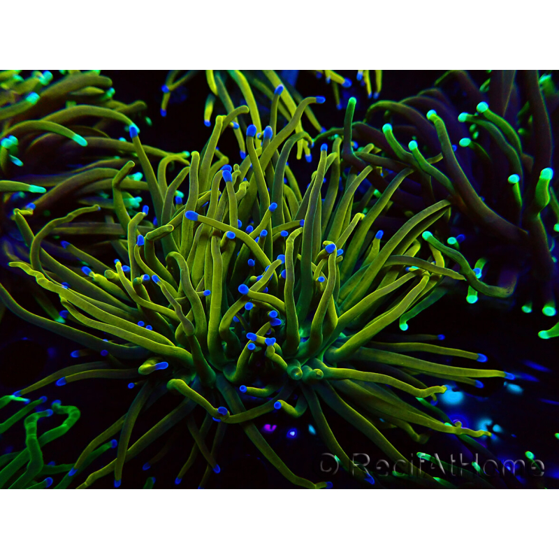 WYSIWYG Euphyllia glabrescens (Mariculture acclimaté sous LED) 8B3