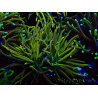 WYSIWYG Euphyllia glabrescens (Mariculture acclimaté sous LED) 8B3