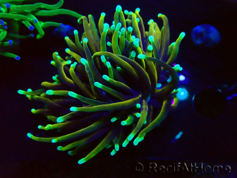 WYSIWYG Euphyllia glabrescens (Maricoltura acclimatata sotto LED) 8C1