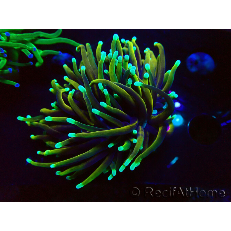 WYSIWYG Euphyllia glabrescens (Maricoltura acclimatata sotto LED) 8C1