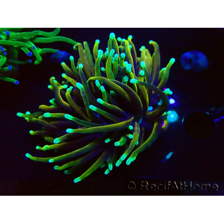 WYSIWYG Euphyllia glabrescens (Maricultura aclimatada bajo LED) 8C1